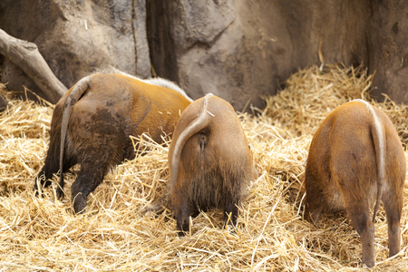 Wild Boarsの写真素材