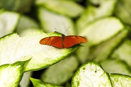 Butterfly on the leaf