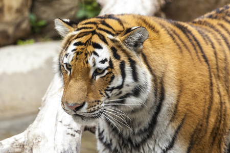 Tiger in a zooの写真素材