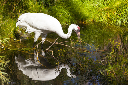 Whooping Craneの写真素材