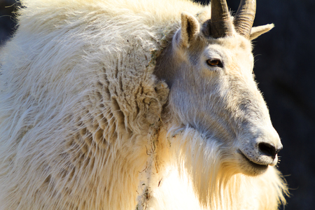 Rocky Mountain Goatの写真素材