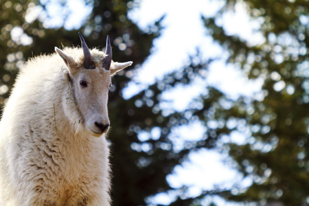 Rocky Mountain Goatの写真素材