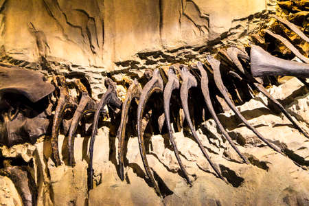 Drumheller, Canada - Mar 27 2019: Visitors flock to the dinosaur exhibits at the entrance of the Royal Tyrrell Museum . The museum is famous for its paleontology research and 130,000 fossils.のeditorial素材