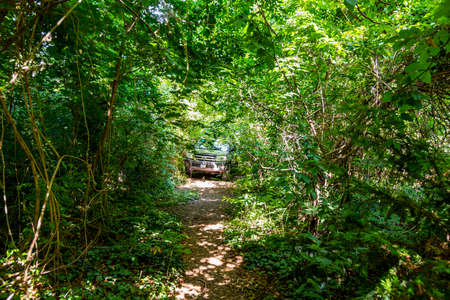 Hungary Bakony mountain range Jun 28, 2020: Toyota 4Runner SUV touring along on the forestry tracks.のeditorial素材