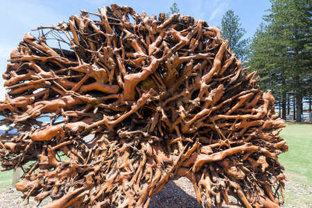 Uprooted tree preserved as a tourist attraction Sunshine Coast Australia