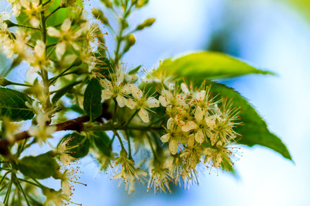 Variety of exotic flower from Gabriola Island , British Columbia Close-up.