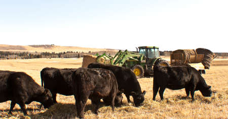 Herd ow cows grazing on fieldの写真素材