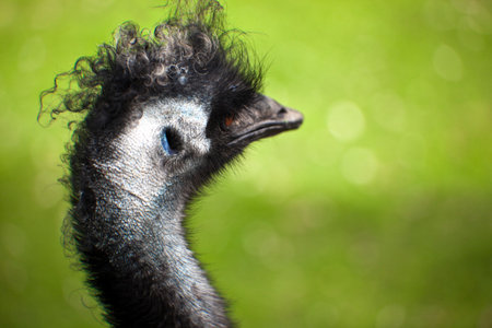 close up of an emu head