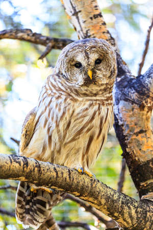Grey Owl feeds chickの写真素材