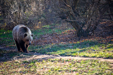 Brown bear in the meadows. Big Brown Bear. Ursus arctos.の写真素材
