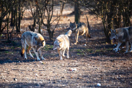 Feeding Grey Wolf in the forest at late autumn