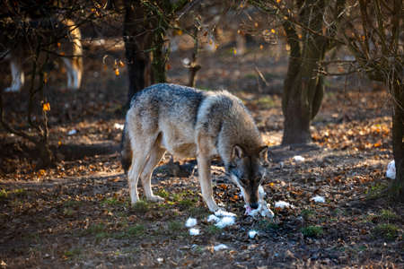 Feeding Grey Wolf in the forest at late autumnの写真素材