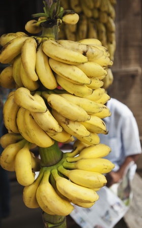 Bunch of bananas hanging at a market stall, Mysore, Karnataka, Indiaの写真素材