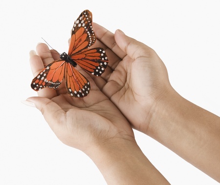 Woman's hands holding a butterflyの写真素材
