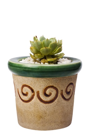 Close-up of a potted cactusの写真素材