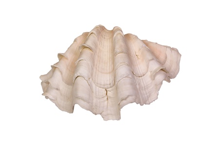 Close-up of a sea shell
