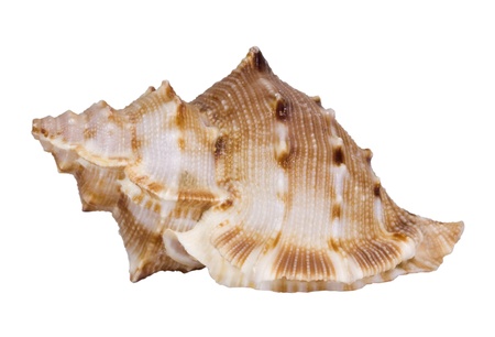Close-up of a conch shell