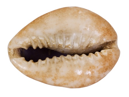 Close-up of a shellの写真素材