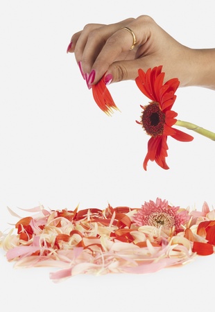 Woman's hand plucking petals from daisyの写真素材
