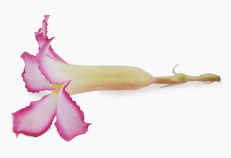 Close-up of a flowerの写真素材