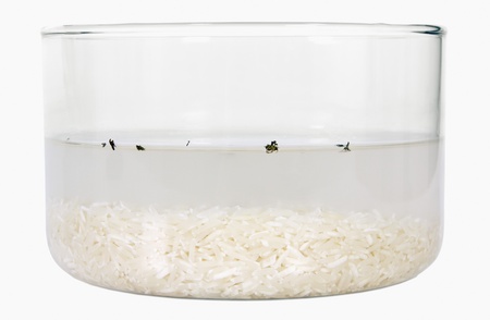 Rice being soaked in a bowlの写真素材