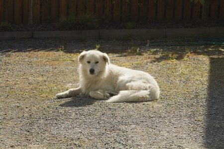 Dog sitting in a field, Tralee, County Kerry, Republic of Ireland