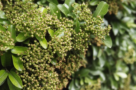 Close-up of berries on a treeの写真素材