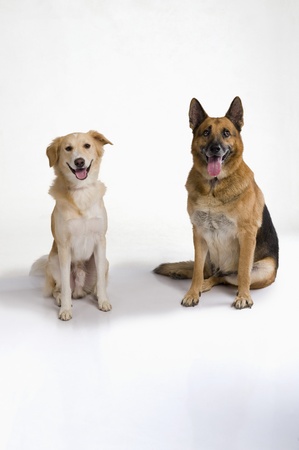 Two dogs sitting together