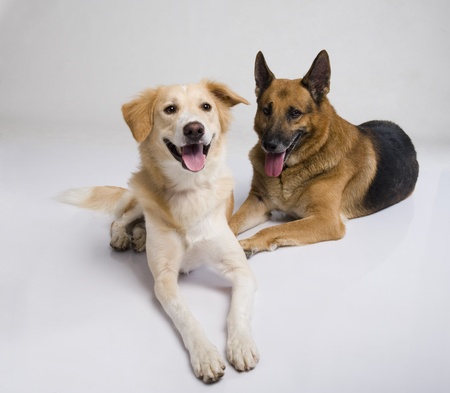 Two dogs sitting togetherの写真素材