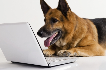 German Shepherd dog using a laptopの写真素材
