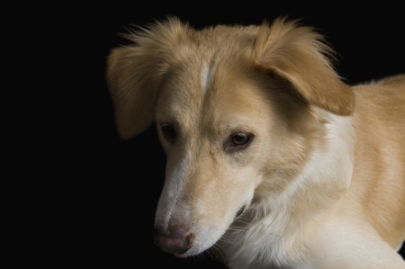 Close-up of a dogの写真素材