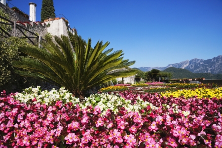 Flowers in a garden, Amalfi, Province Of Salerno, Campania, Italy