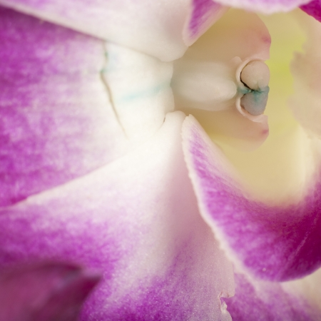 Close-up of a purple tulipの写真素材