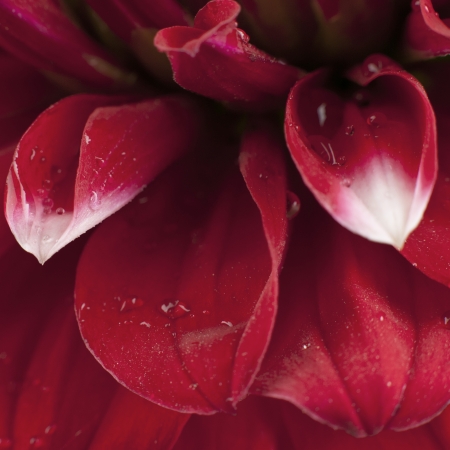 Close-up of dew drops on a red daisyの写真素材