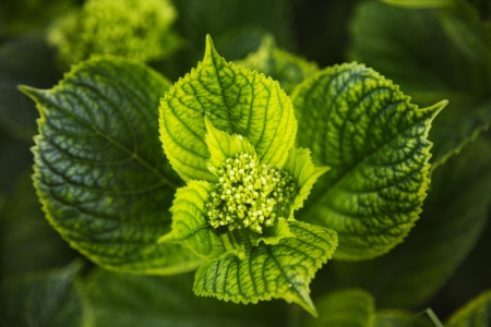 Close-up of leaves, Villa Cimbrone, Ravello, Province of Salerno, Campania, Italyの写真素材