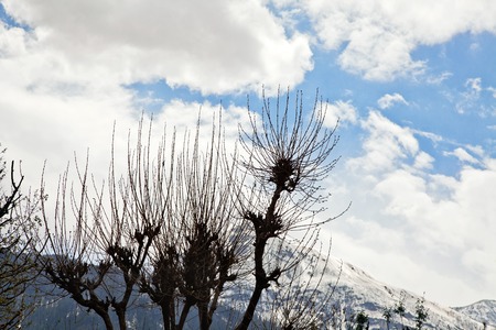 Trees with mountain range , Manali, Himachal Pradesh, Indiaの写真素材