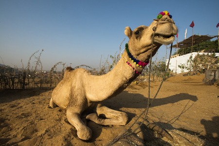 Camel sitting on sand at Pushkar Camel Fair, Pushkar, Ajmer, Rajasthan, Indiaの写真素材