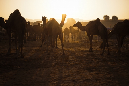 Camels at Pushkar Camel Fair, Pushkar, Ajmer, Rajasthan, Indiaの写真素材