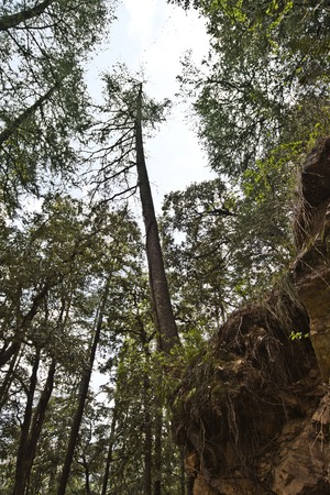 Low angle view of trees, Shimla, Himachal Pradesh, India