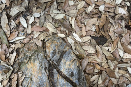 Close-up of dry fallen leaves, Shimla, Himachal Pradesh, Indiaの写真素材