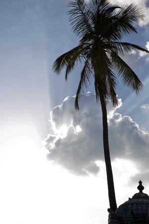 High section view of a temple under a palm tree, Kapaleeshwarar Temple, Mylapore, Chennai, Tamil Nadu, Indiaの写真素材