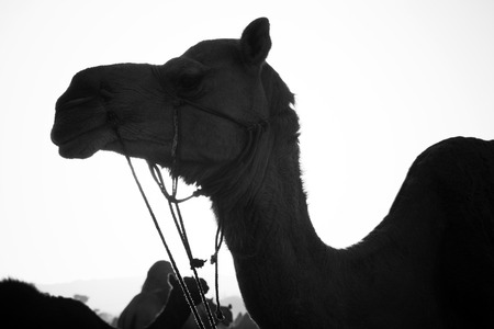 Camels at Pushkar Camel Fair, Pushkar, Ajmer, Rajasthan, India