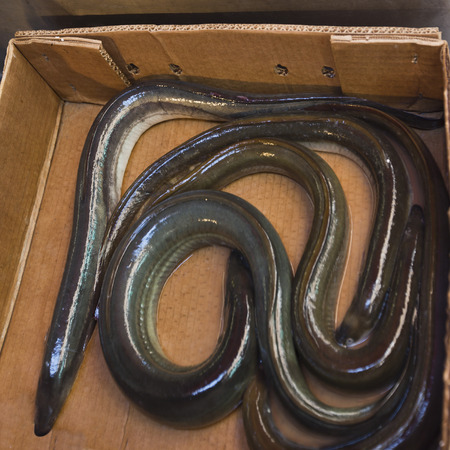 Fresh fishes for sale at fish market, Venice, Veneto, Italyの写真素材