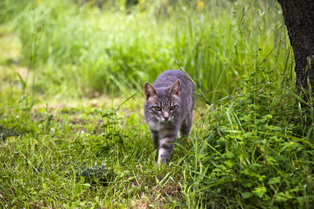 Bobcat walking in a forest, Venice, Veneto, Italyの写真素材