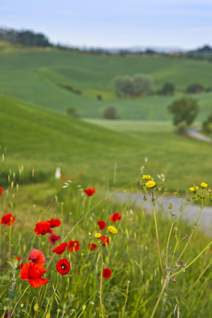 Flowers with a hill , Siena, Siena Province, Tuscany, Italyの写真素材