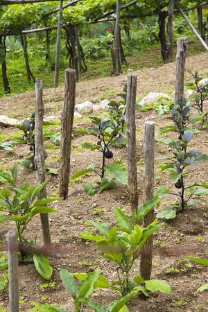 Vines in a vineyard, Ravello, Amalfi Coast, Salerno, Campania, Italyの写真素材