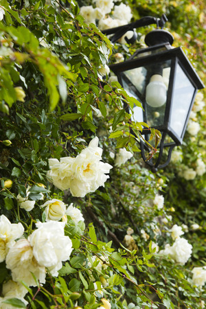 Lantern with flowers, Ravello, Amalfi Coast, Salerno, Campania, Italyの写真素材