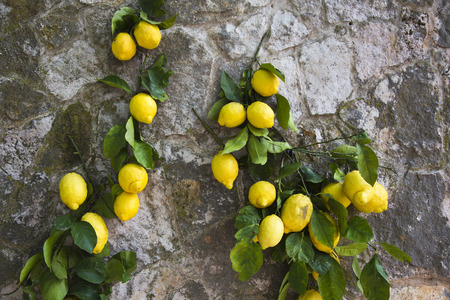 Lemons hanging on a wall, Ravello, Amalfi Coast, Salerno, Campania, Italyの写真素材