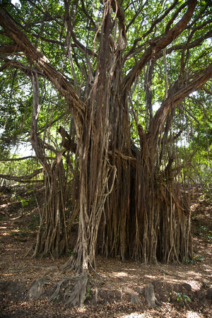 Aerial roots of trees, Goa, Indiaの写真素材