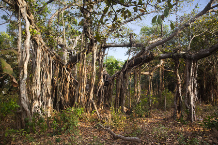 Aerial roots of trees, Goa, Indiaの写真素材